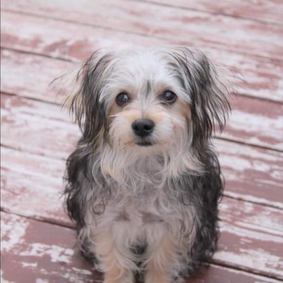 Meet your Posher, Patricia - Picture 1 of 1